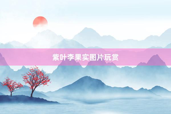 紫叶李果实图片玩赏